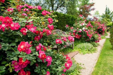 English garden - england, trees, fragrance, roses, park, lovely, bushes, pretty, alley, walk, beautiful, scent, flowers, grass, garden, english