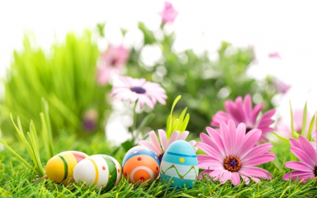 Spring & Easter - eggs, easter, flowers, grass, daisies, spring