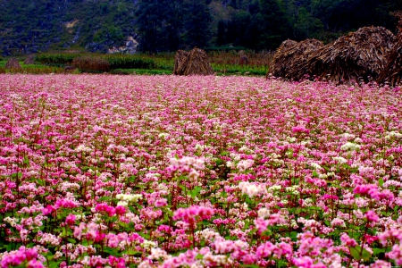 SPRING FIELD - flowers, field, spring, nature