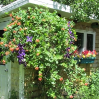 Potting Shed