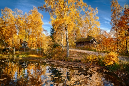 Autumn Cottages Along The Forest Road - trees, water, yellow, beautiful, road, grass, forest, fall, tranquility, cottages, lake, autumn leaves