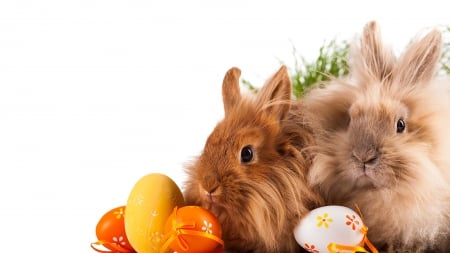 Fuzzy Easter Bunnies - pets, eggs, rabbits, spring, grass, Easter, fuzzy, cute, bunnies