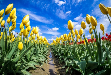 Skagit Valley - red, tulips, beautiful, flowers, spring, agriculture, washington, yellow, blue, field, green