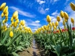 Skagit Valley