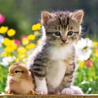 Cute Friends