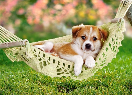 Relax in the Garden - relax, dog, adorable, garde, puppy, sweet