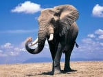 African elephant