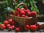 A basket of red plums