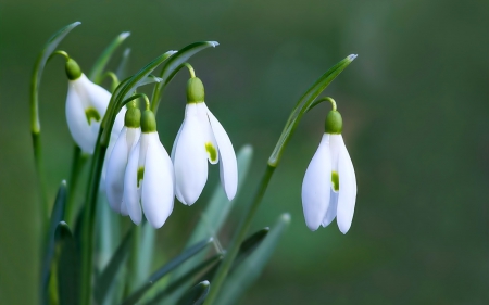 Snowdrops - Snowdrops, flowers, White, leaves