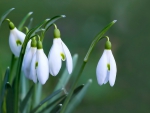 Snowdrops