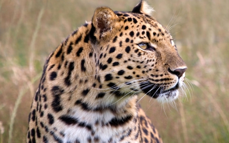 Leopard - tree climber, fierce strong, 1920x1200, big cat