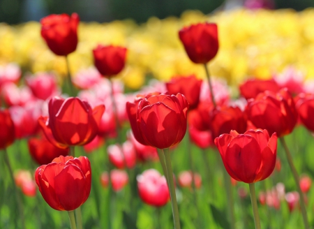 Tulips - Photography & Abstract Background Wallpapers On Desktop Nexus 