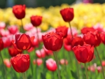 Tulips