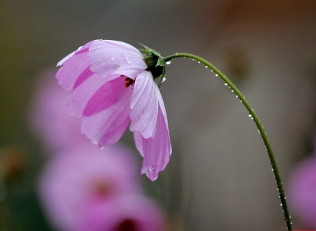 Flowers - flowers, photography, nature, soft