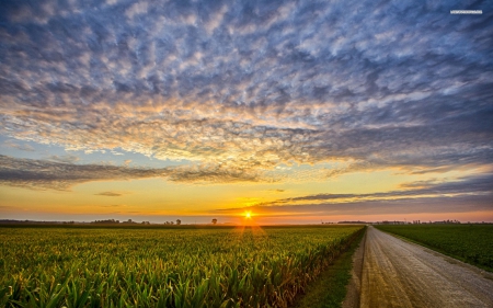 corn field - field, sunset, road, corn