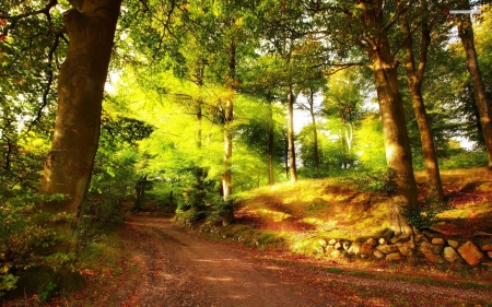 forest path - path, rays, forest, tree, sun