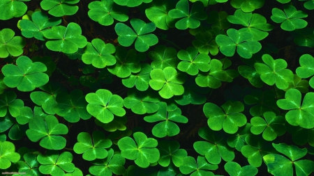 Shamrocks - plants, nature, shamrocks, green