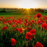 Poppy field at sunrise