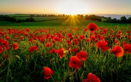 Poppy field at sunrise - morning, rays, sky, sun, summer, field, meadow, sunset, glow, clouds, beautiful, flowers, poppies, sunrise