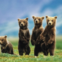 Bear Cubs Standing