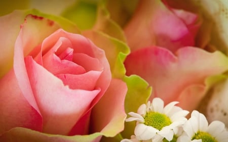 Pink Roses - flowers, roses, petals, pink