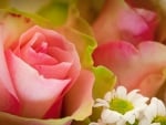 Pink Roses