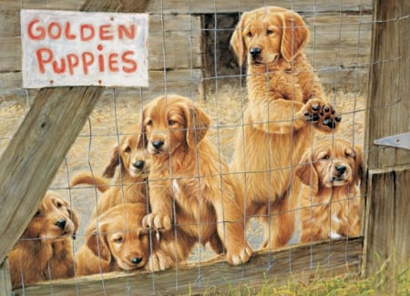 Golden Puppies - freinds, animals, puppies, golden