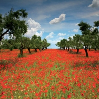 Poppy Field