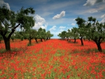 Poppy Field