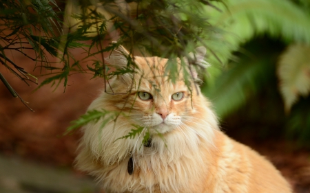 Ourdoor Cat - pet, animal, nature, kitten, grass, cat