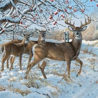 The Winter Deer