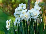 White Flowers