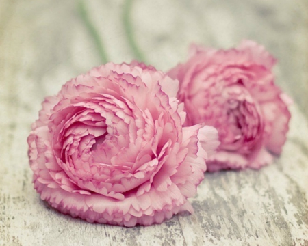 Pink Flowers - flowers, petals, pink, wood