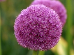 Allium