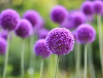 Allium