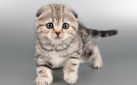 Kitten - grey, cat, animal, sweet, cute, kitten