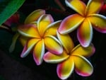 Plumeria