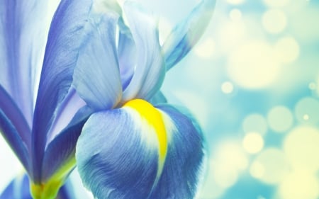 Blue iris - bokeh, yellow, summer, blue, iris, flower