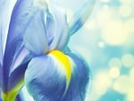 Blue iris