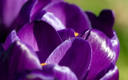 Crocus - flower, purple, petals, spring, crocus, skin