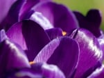 Crocus