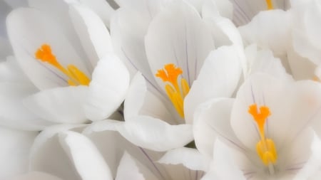 White crocus - white, flower, spring, orange, yellow, crocus, skin