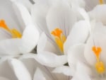 White crocus