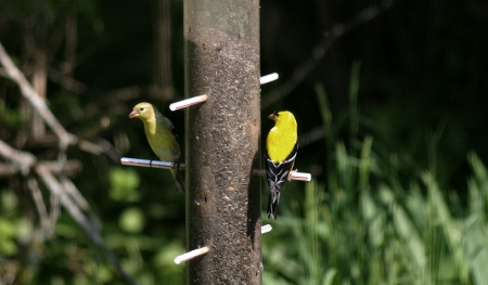 Goldfinches on Feeder 1 - wildlife, wide screen, animal, bird, songbirds, photo, avian, goldfinch, photography