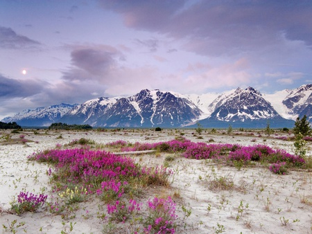 Spring Mountains - snow, flowers, spring, mountains