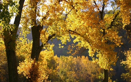 Trees of Gold - autumn trees, golden leaves