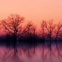 Trees at Dusk