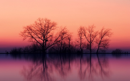 Trees at Dusk - lake, trees, reflection, sunset, dusk