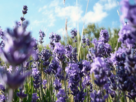 Blue Lavender Flowers - flowers, field, blue lavender