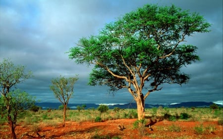 African Landscape - landscape, trees, dry ground, field, grasses, africa